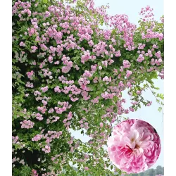 Rožė - Rosa PAULS HIMALAYAN MUSK