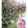 Rožė - Rosa PAULS HIMALAYAN MUSK