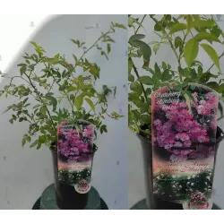 Rožė - Rosa PAULS HIMALAYAN MUSK