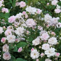 Rožė - Rosa PAULS HIMALAYAN MUSK