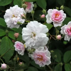 Rožė - Rosa PAULS HIMALAYAN MUSK