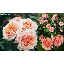 Rožė - Rosa PAUL BOCUSE ®