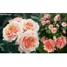 Rožė - Rosa PAUL BOCUSE ®