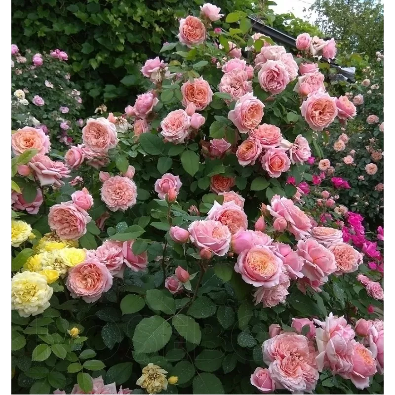 Rožė - Rosa PAUL BOCUSE ®