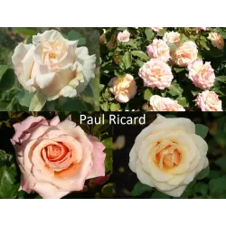 Rožių krūmai internetu su pristatymu į namus