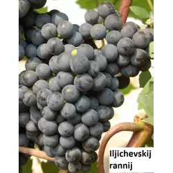 Užsisakyk augalus pavasariui jau dabar