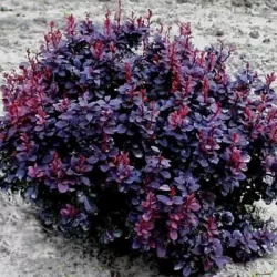Tunbergo raugerškis - Berberis thunbergii 'Concorde' P10.5