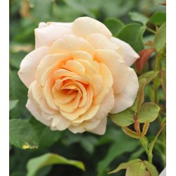 Rožė - Rosa PAUL RICARD ®