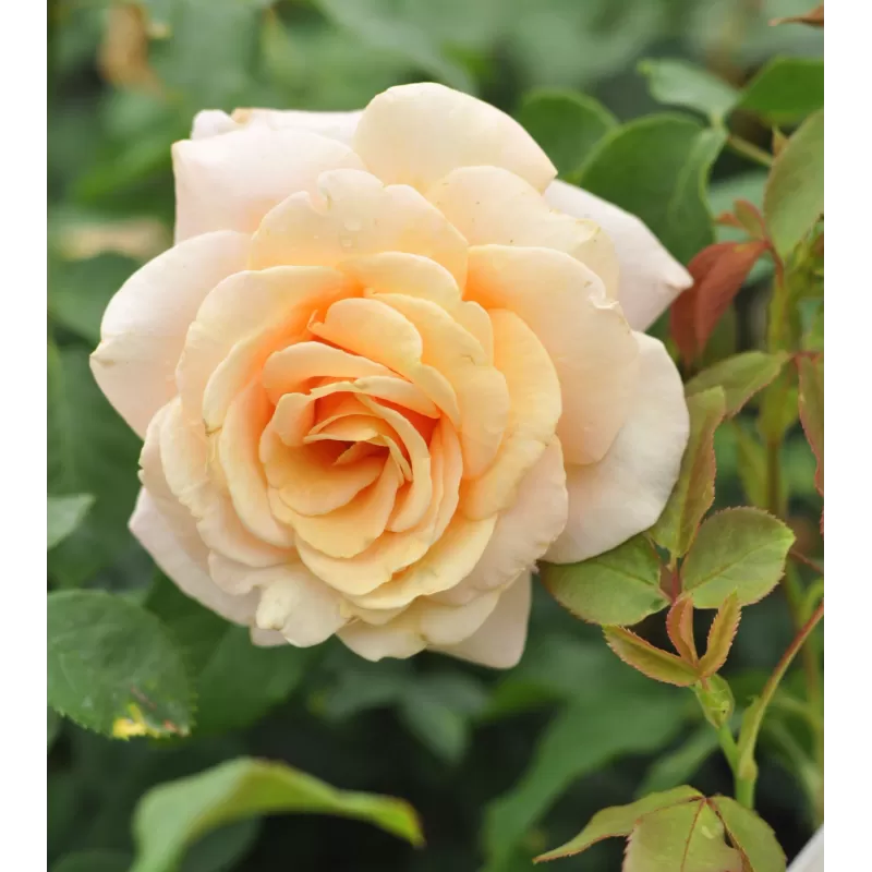 Rožių krūmai internetu su pristatymu į namus