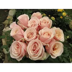 Rožių krūmai internetu su pristatymu į namus