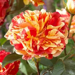 Rožė - Rosa ORANGES AND LEMONS