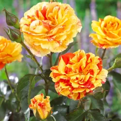 Rosa Rosa ORANGES AND LEMONS