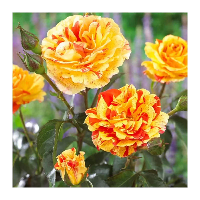 Rožė - Rosa ORANGES AND LEMONS