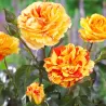 Rosa Rosa ORANGES AND LEMONS