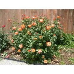 Rožė - Rosa ORANGES AND LEMONS