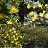 Karpotasis raugerškis - Berberis verruculosa