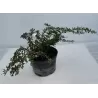 Karpotasis raugerškis - Berberis verruculosa
