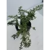Karpotasis raugerškis - Berberis verruculosa