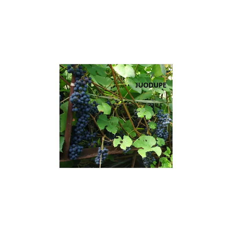 Užsisakyk augalus pavasariui jau dabar