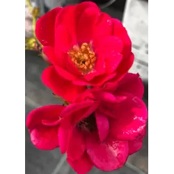 Rosa polyantha (raudona)