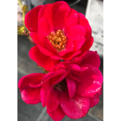 Rosa polyantha (raudona)