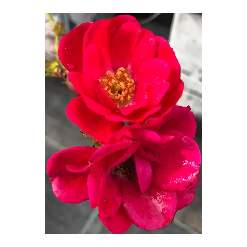 Rosa polyantha (raudona)