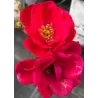 Poliantinė rožė (raudona) - Rosa polyantha 17Ø 45cm 2YR
