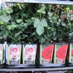 Rosa polyantha (raudona)