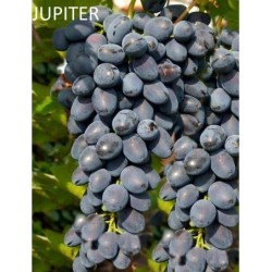 Vynmedis - Vitis JUPITER C1