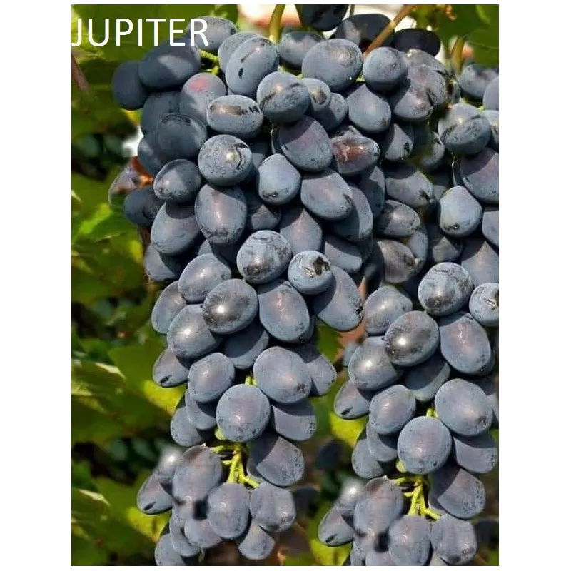 Užsisakyk augalus pavasariui jau dabar