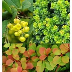 Garden plants/Trees/Flowers/ web-shop
