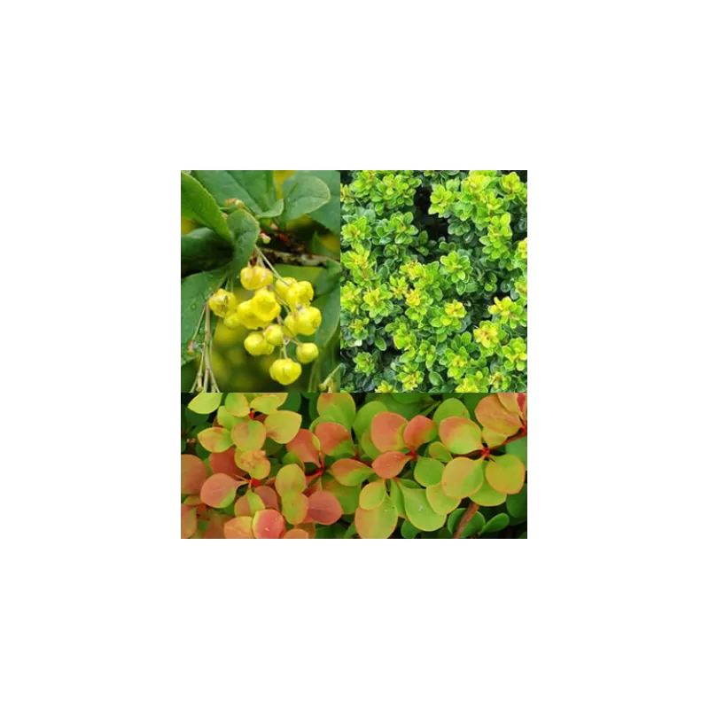 Tunbergo raugerškis - Berberis thunbergii GREEN ORNAMENT