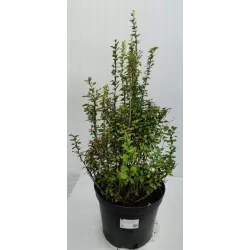 Tunbergo raugerškis 'Pow wow' - Berberis thunbergii 'Pow wow'