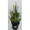 Tunbergo raugerškis 'Pow wow' - Berberis thunbergii 'Pow wow'