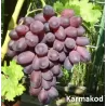 Užsisakyk augalus pavasariui jau dabar