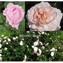 Rožė - Rosa MORDEN BLUSH UŽSAKYMAS 2027 METAMS