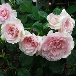 Rožė - Rosa MORDEN BLUSH