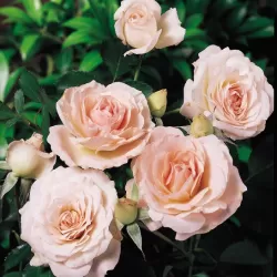 Rosa MORDEN BLUSH