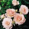 Rožė - Rosa MORDEN BLUSH UŽSAKYMAS 2027 METAMS
