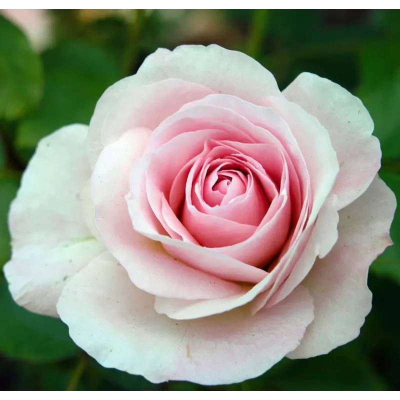 Rosa MORDEN BLUSH Rosa MORDEN BLUSH