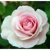 Rožė - Rosa MORDEN BLUSH