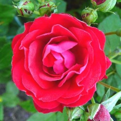 Rožė - Rosa MORDEN AMORETTE