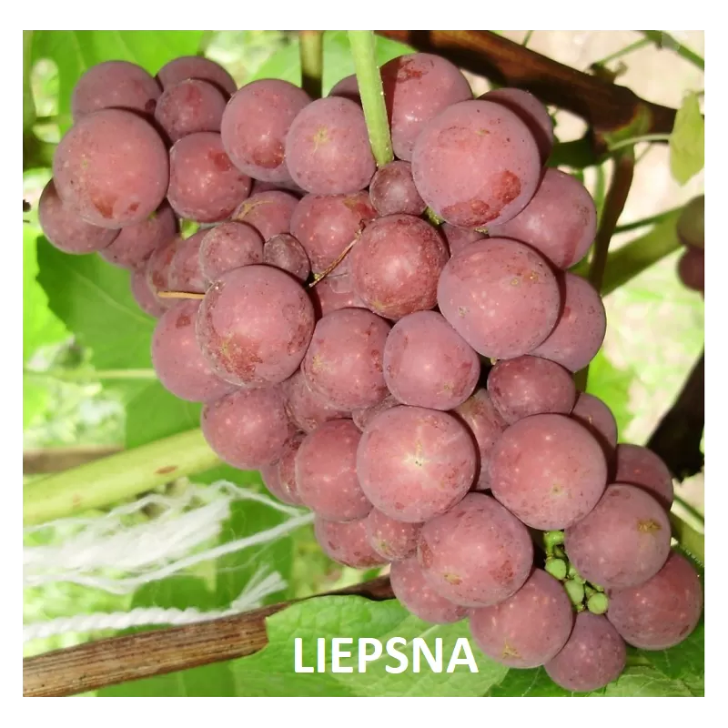 Vynmedžių Liepsna sodinukai su pristatymu į namus