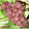Vynmedis - Vitis vinifera LIEPSNA C1   UŽSAKYMAS rugsėjo pristatymui