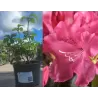Rododendras - Rhododendron williamsonii GARTENDIREKTOR GLOCKER