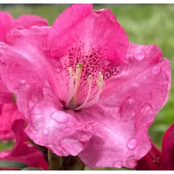 Rhododendron williamsonii GARTENDIREKTOR GLOCKER