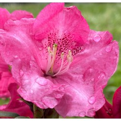 Rododendras - Rhododendron williamsonii GARTENDIREKTOR GLOCKER