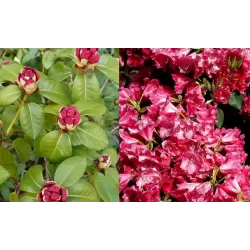 Rododendras - Rhododendron williamsonii GARTENDIREKTOR GLOCKER