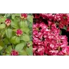 Rododendras - Rhododendron williamsonii GARTENDIREKTOR GLOCKER