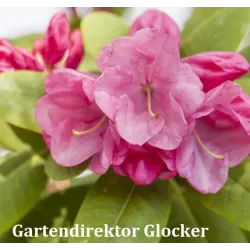 Rododendras - Rhododendron williamsonii GARTENDIREKTOR GLOCKER